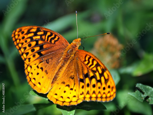 Tapeta ścienna Pomarańczowy motyl na zielonej roślinności