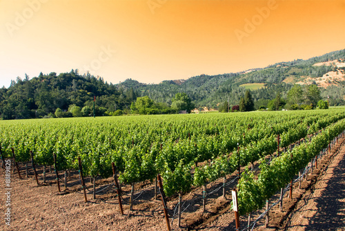 Foto A vineyard in the wine growing region of Napa in California.