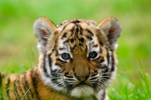 Cute Siberian Tiger Cub (Tiger Panthera Tigris Altaica)