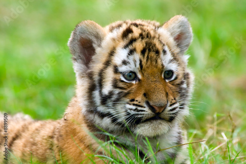 Tapeta ścienna Uroczy tygrys syberyjski (tygrys panthera tigris altaica)