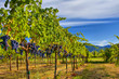 Merlot Grapes on Vine in Vineyard HDR