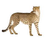 Cheetah - Acinonyx jubatus in front of a white background