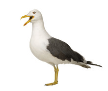 Herring Gull (3 Years) In Front Of A White Background