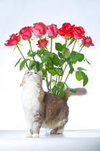 Cat With Bunch Of Roses On Background Isolated On White