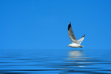 Seagull Flying Against A Bright Blue Sky