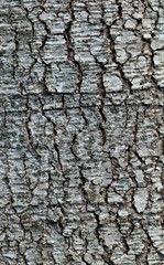 Macro of a tree trunk