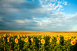 canvas print picture - A field of sunflowers under sky with clouds