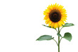 canvas print picture - Sonnenblume