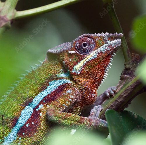 Fotoboard na płycie Madagaskar kameleon w zoo w Zurychu (szwajcaria)