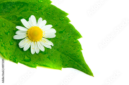 Naklejka na kafelki Camomile and leaves.