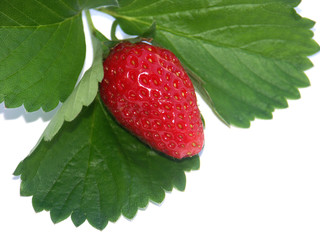 Canvas Print - fruit et feuille du fraisier