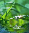 Leinwanddruck Bild - green background with grass