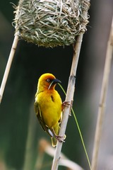 Beautiful yellow weaver bird with a blade of grass in it's beak