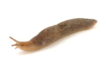 Slug