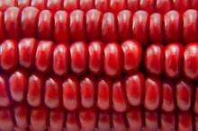 The Red Corn  Close Up