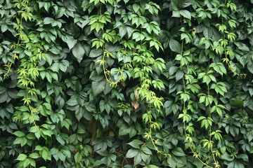 Canvas Print - green natural background from the fresh leaves