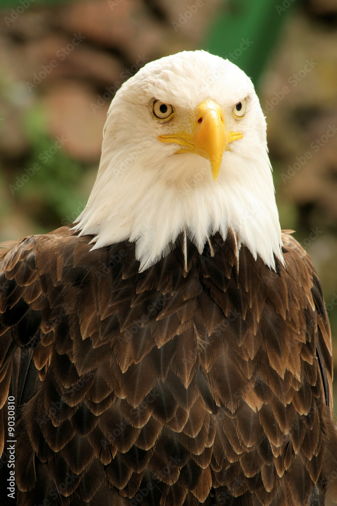 aigle royal Stock Photo | Adobe Stock