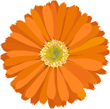 Marigold - Calendula Officinalis, Vector Illustration