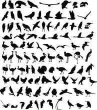 A Hundred Silhouettes Of Birds