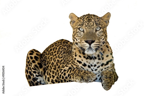 léopard Tableau sur Toile