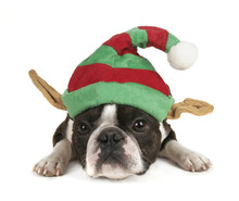 A Boston Terrier With A Christmas Hat On