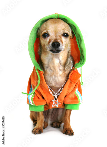 Fotografia, Obraz chihuahua with some bling and a jacket
