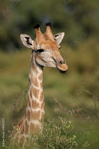Tapeta ścienna Portret żyrafa (giraffa camelopardalis), republika południowej afryki