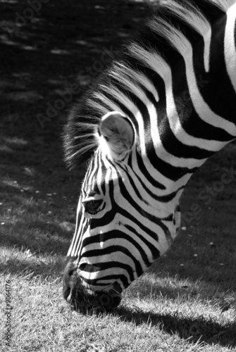 Obraz na płótnie canvas Zebra
