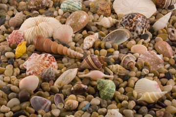 Wet seashells and pebbles