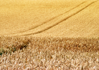 View of wheat crop growing on UK farm