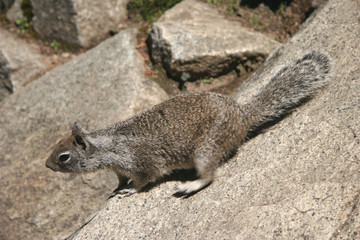 Curious squirrel looking somewhere . Yosemite national park.