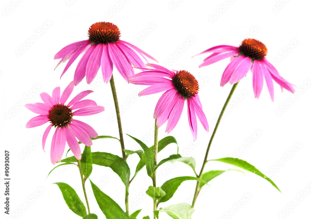 Blooming medicinal herb echinacea purpurea or coneflower - obrazy, fototapety, plakaty 