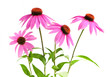 Blooming medicinal herb echinacea purpurea or coneflower