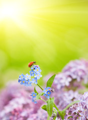 Wall Mural - Small ladybug sitting on a field flowers