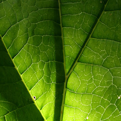 Poster - summer green leaf macro close up