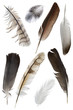 a collection of bird feathers on white