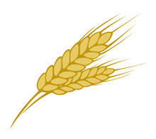 Wheat On White Background