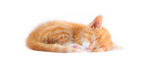  red kitten