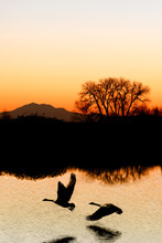 Evening Silhouette Of Canadian Geese, San Joaquin Delta