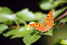 Butterfly Polygonia C-album Species On Plum Tree Leaves