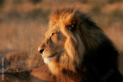 Board z aluminiowym obramowaniem Lew afrykański (panthera leo), pustynia Kalahari, Republika Południowej Afryki