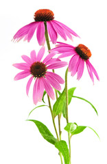 Leinwandbilder - Blooming medicinal herb echinacea purpurea or coneflower