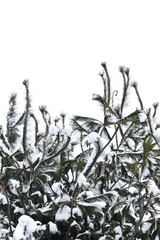 Wall Mural - Winter tree branches covered with fluffy snow