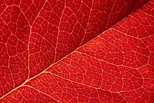 Highly Detailed Image Of Red Leaf Texture