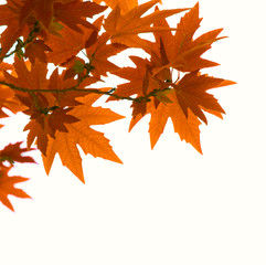 Wall Mural - autumn leaves over white background, shallow focus