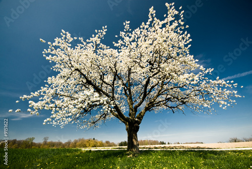 Foto-Fahne - Single blossoming tree in spring. (von Peter Wey)