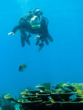 Fototapeta Do akwarium - Shots of scuba diving in the Florida keys