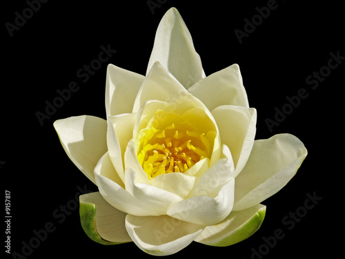 Fleur De Nénuphar Sur Fond Noir Buy This Stock Photo And