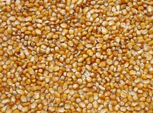 Corn Yellow Grains As Food Background