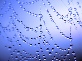 Wall Mural - close up of a spider web with dew drops